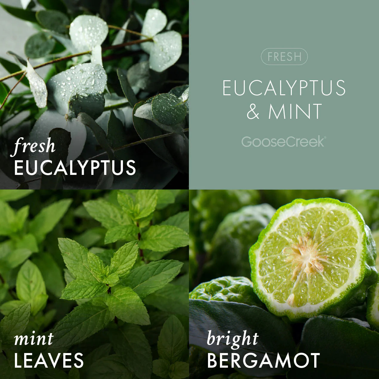 Eucalyptus & Mint Aromatherapy 3-Wick Candle